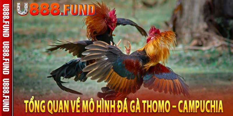 Tổng quan về mô hình đá gà Thomo – Campuchia